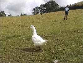 Actually, the Aylesbury Duck just wanted to say a few quacks to show how much she liked us before continuing her walk